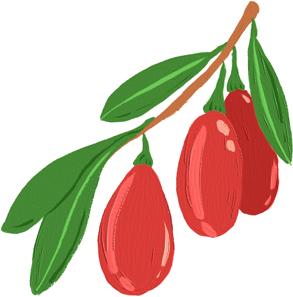 Goji Berry fruit Oil Painted Illustration